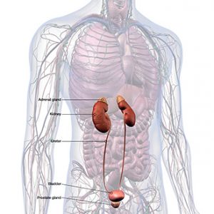 Inflamed Urethra Urinary Tract Photos and Images & Pictures