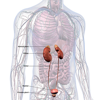 Hematuria | St Pete Urology