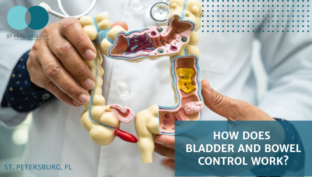 How Does Bladder and Bowel Control Work? St Pete Urology